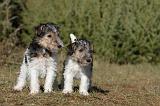 FOX TERRIER 425